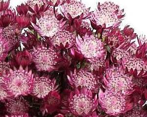 Astrancija 'Magical Diamonds Red'