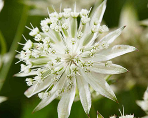 Astrancija 'Sparkling Stars White'