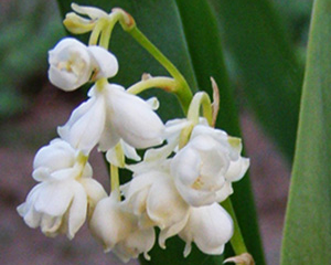 Kreimene 'Prolificans'