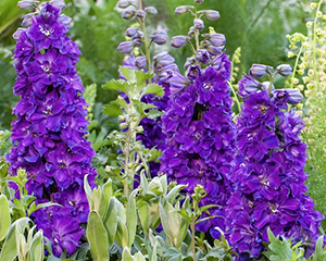 Delfīnija 'Delgenius Kingsley'