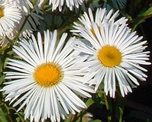 Jānītis 'Sommerneuschnee'