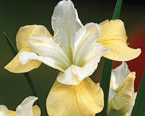 Īriss Sibīrijas 'Butter and Sugar'