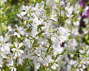 Vējmietiņš vītolu 'White Swirl'