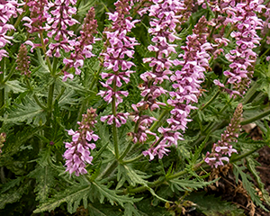 Salvija 'Feathers Flamingo'