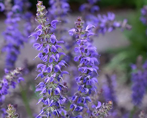 Salvija 'Feathers Peacock'