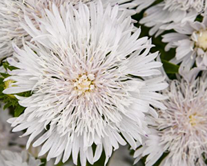 Stokēzija gludā 'Whitecaps'