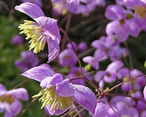 Saulkrēsliņš 'Splendide'