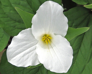 Mežlilija lielziedu