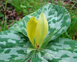 Mežlilija dzeltenā