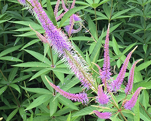 Veronika Virdžīnijas 'Temptation'