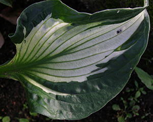 hosta 'Whirlwind'