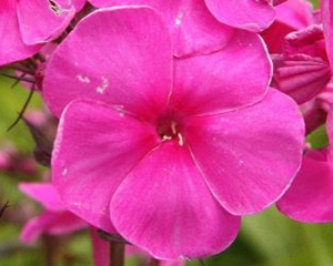 Floksis platlapu 'Winnetou'