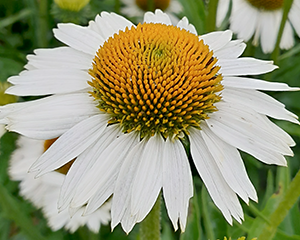 Ehinācija 'Meditation White'