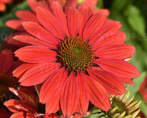 Ehinācija 'Pearl Dark Orange'