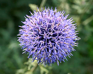 Ežziede augstā 'Blue Glow'