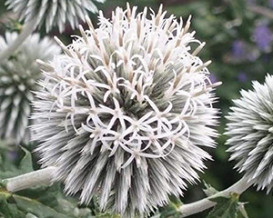 Ežziede augstā 'Star Frost'