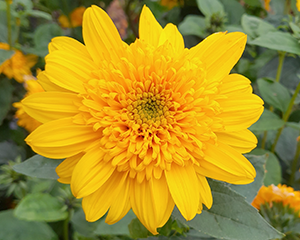 Saulgrieze ziemcietīgā 'Double Whammy'