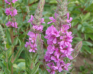 Vējmietiņš vītolu