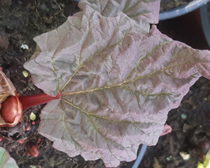 Rabarbers 'Cēsu Saldais'