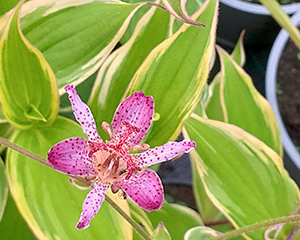 Tricirte Taivānas 'Autumn Glow'