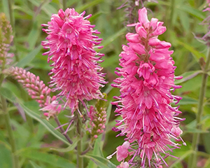 Veronika vārpu 'Veronique Pink'