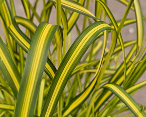 Meldrs 'Stars and Stripes'