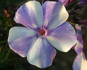 Floksis skarainais 'Gzhel'