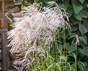 Miskante Ķīnas 'Memory'