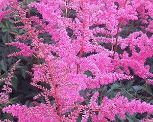 Astilbe 'Cattleya'
