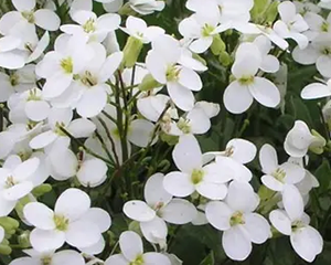 Arābe 'Spring Snow'