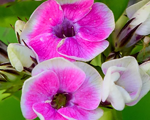 Floksis skarainais 'Orchid Yellow'