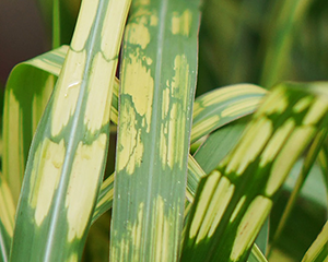 Miskante gigantiskā 'Alligator'