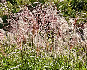 Miskante Ķīnas 'Sarabande'