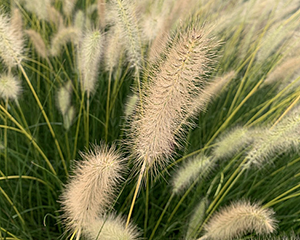 Spalvzāle lapsastu 'Neon Lights'