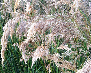 Stepjulīga ciesu 'Lemperg'