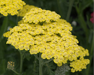 Pelašķis 'Sassy Summer Lemon'
