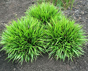 Zemzālīte pūkainā 'Igel'