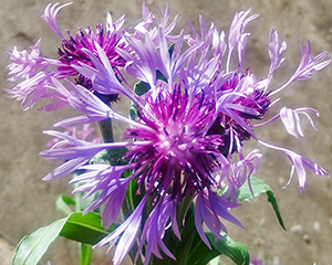 Dzelzene kalnu rozā