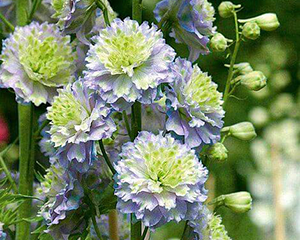 Delfīnija 'Highlander Moonlight'