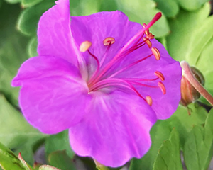 Gandrene Kembridžas 'Cambridge'