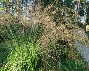 Molīnija niedru 'Steadbreeze'