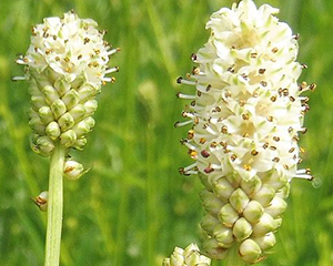 Brūnvālīte ārstnieciskā 'Jam Session'