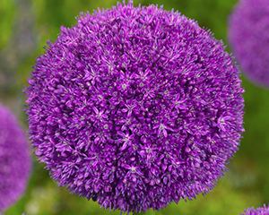 Sīpols dekoratīvais 'Ambassador'