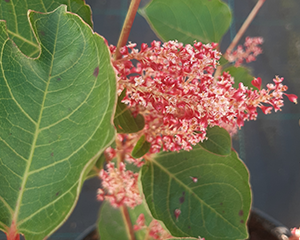 Sūrene kompaktā 'Rosea'