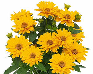 Saulesactiņa saulgriežu 'Sole Giotto'