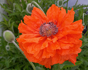 Magone austrumu 'May Queen'