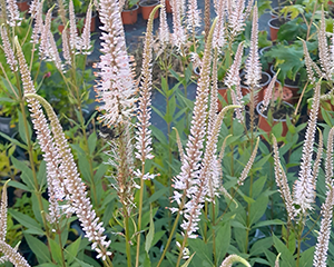 Veronika Virdžīnijas 'Pink Glow'