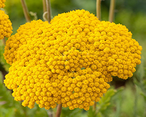 Pelašķis vīgriežu 'Parker's Variety'