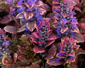 Cekuliņš ložņu 'Burgundy Glow'