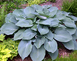 Hosta 'Blue Angel'